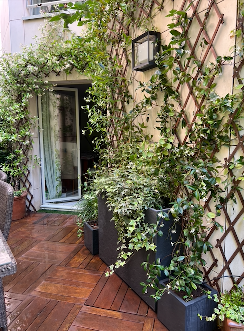 Plantes grimpantes et arbustes en pots devant une façade