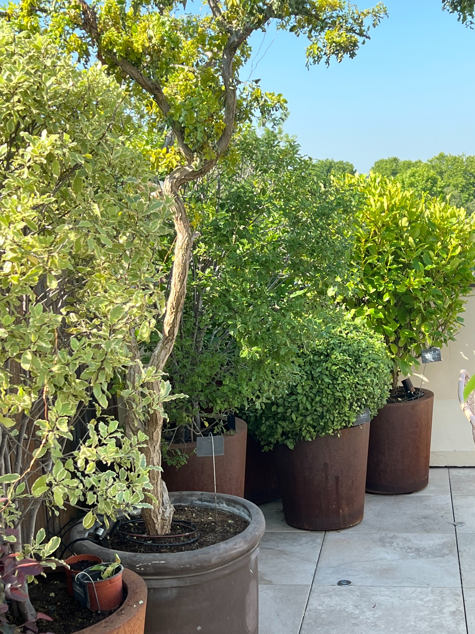 Arbustes et arbres en grands bacs sur une terrasse