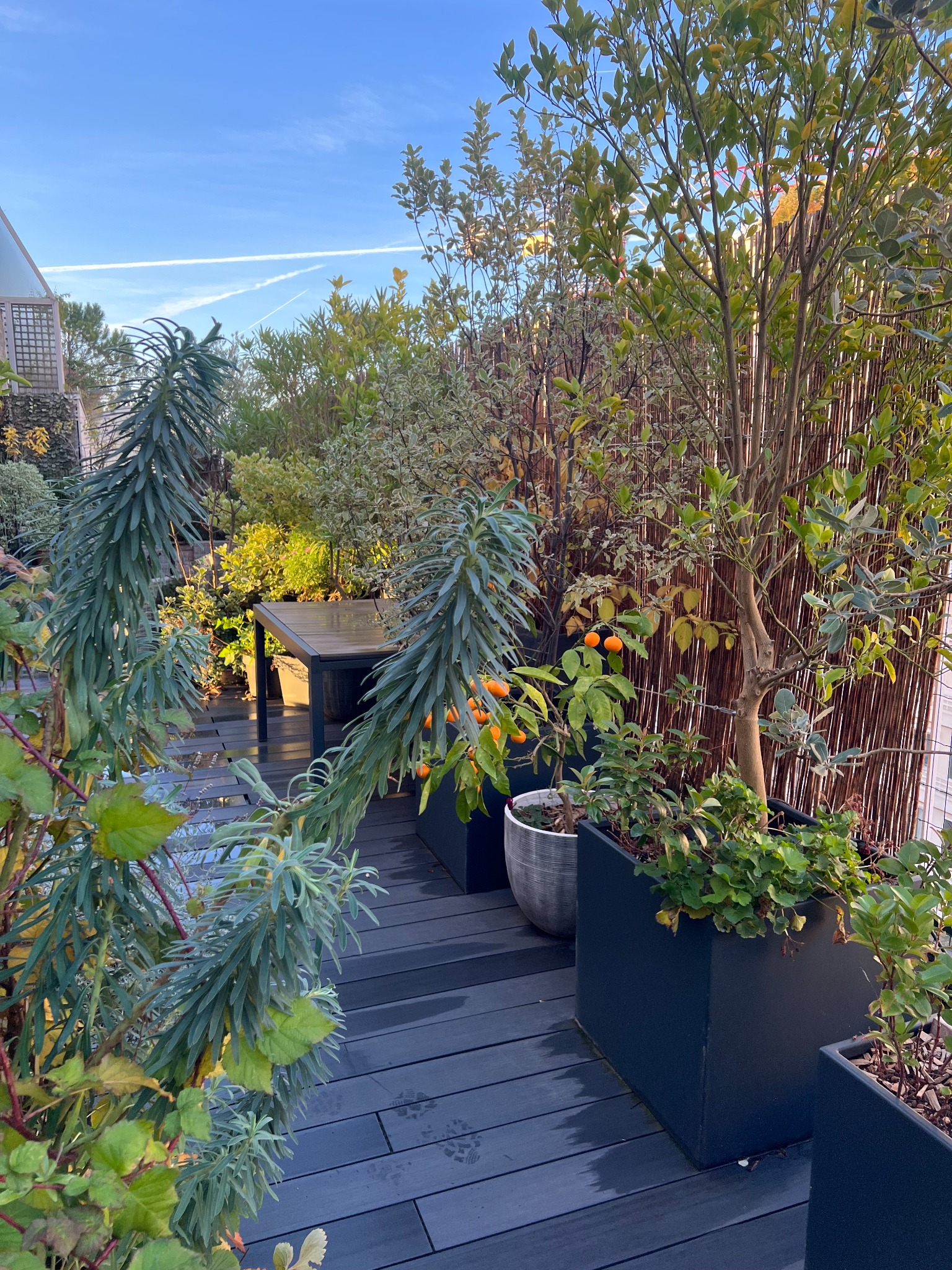 Composition de plantes et d’arbustes en pots sur une terrasse