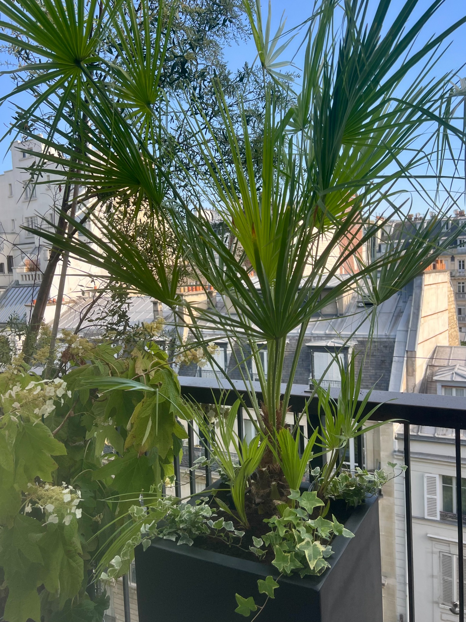 Palmier et végétaux sur une terrasse urbaine