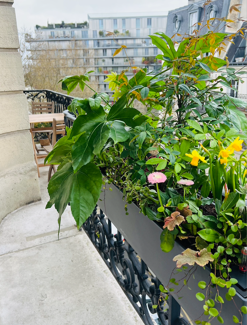 Jardinière de balcon avec feuillages et fleurs jaunes et roses