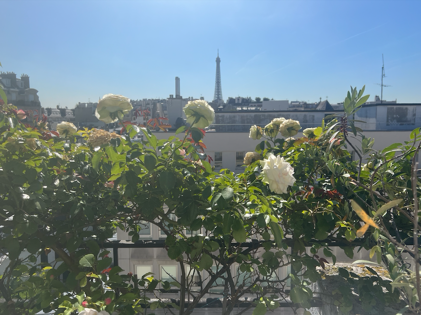 Rosiers blancs sur une terrasse avec vue sur Paris