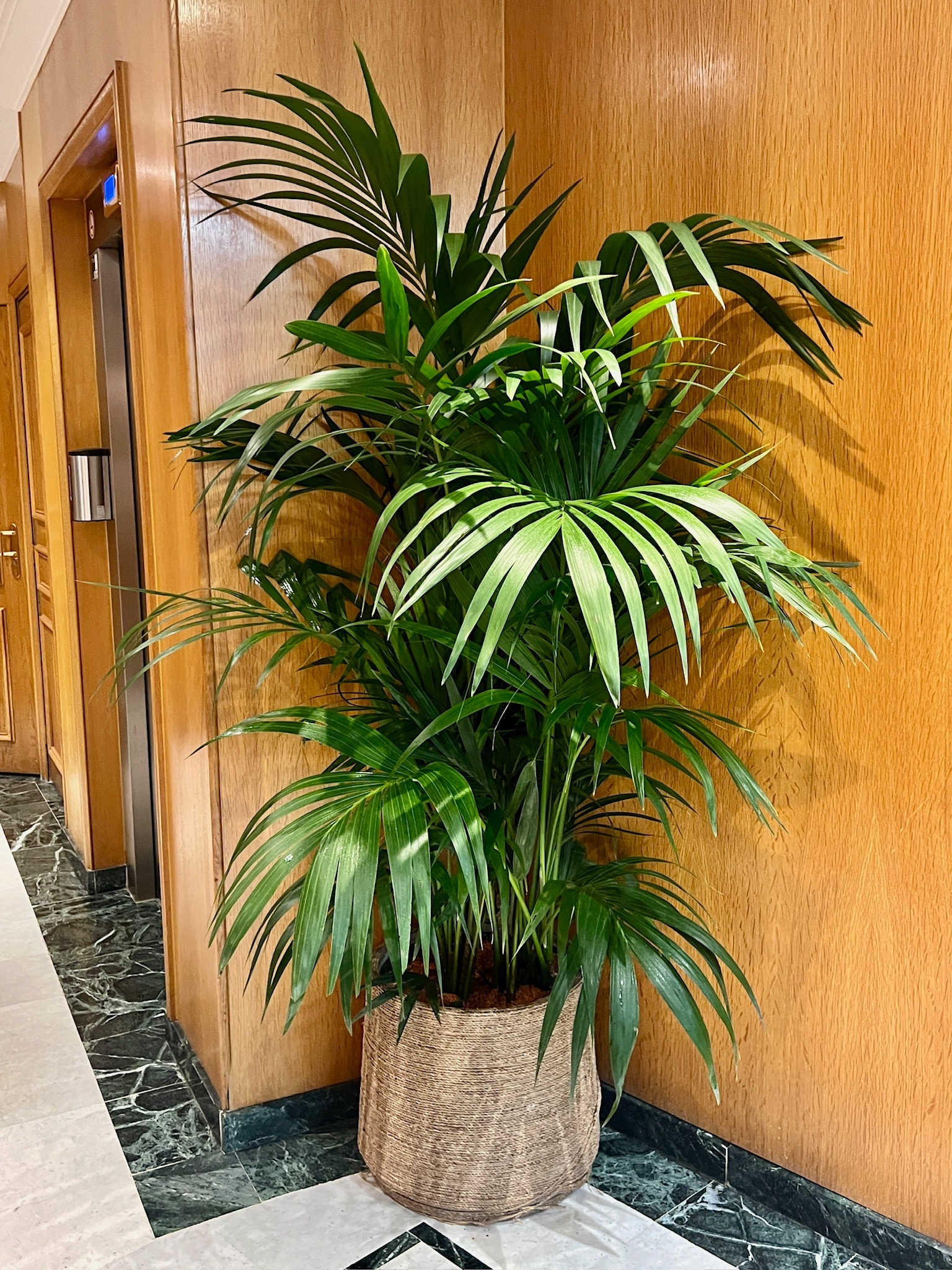 Grande plante verte installée dans un espace intérieur