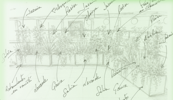 Esquisse annotée du projet de plantations pour une terrasse