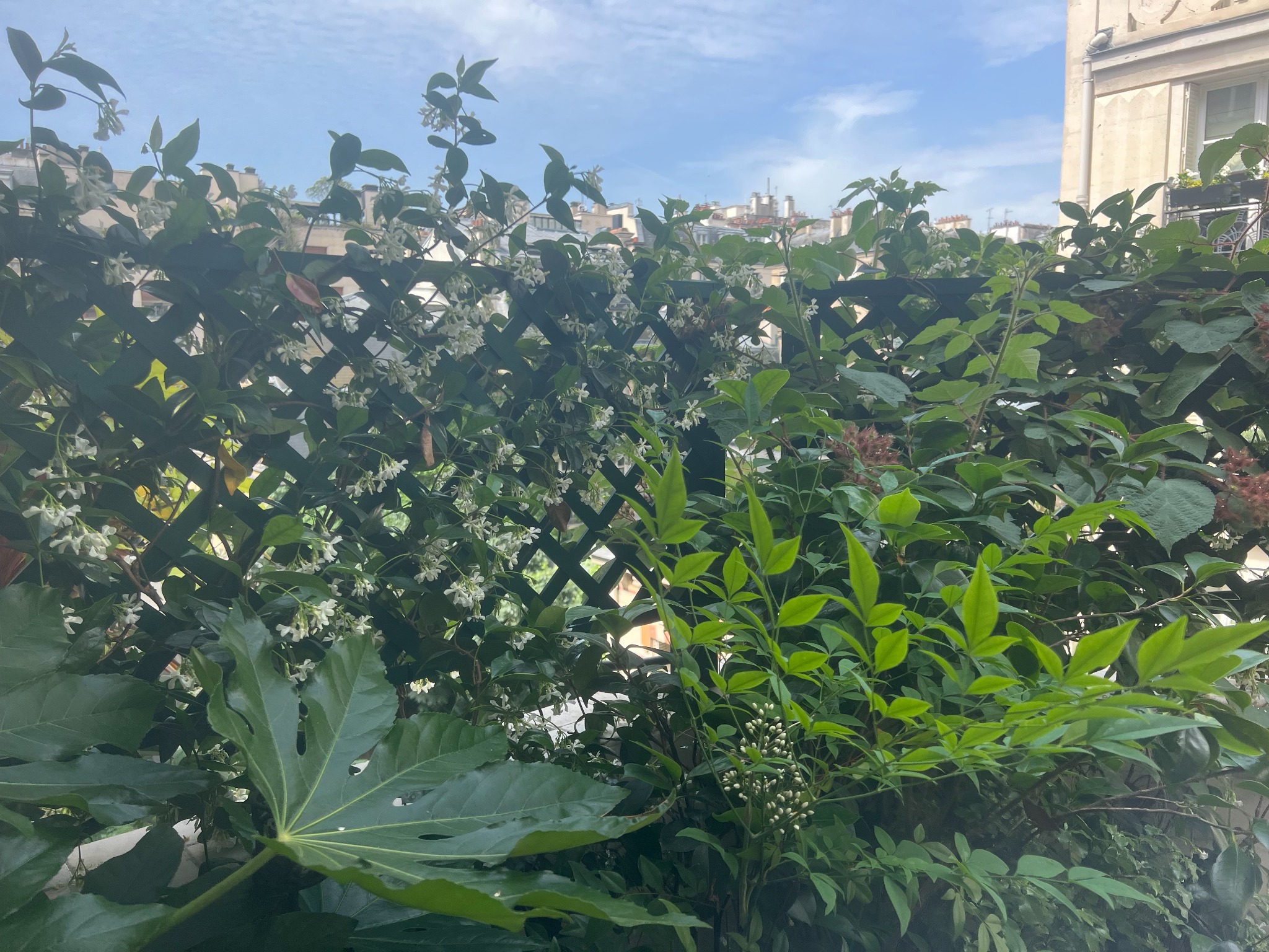 Treillage couvert de végétaux et de fleurs blanches avec vue sur les toits de Paris