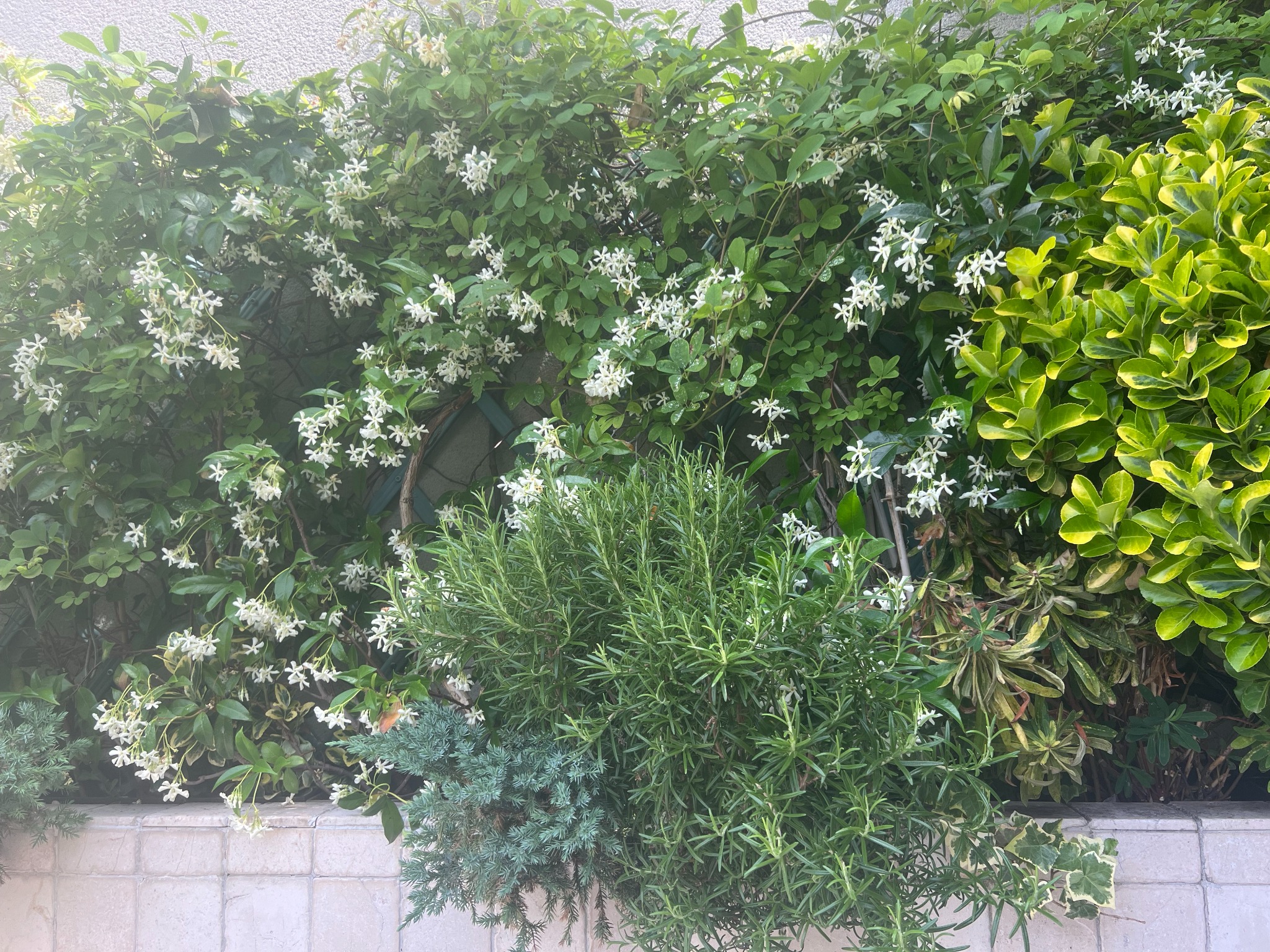 Jardinière plantée de jasmin blanc et de feuillages variés