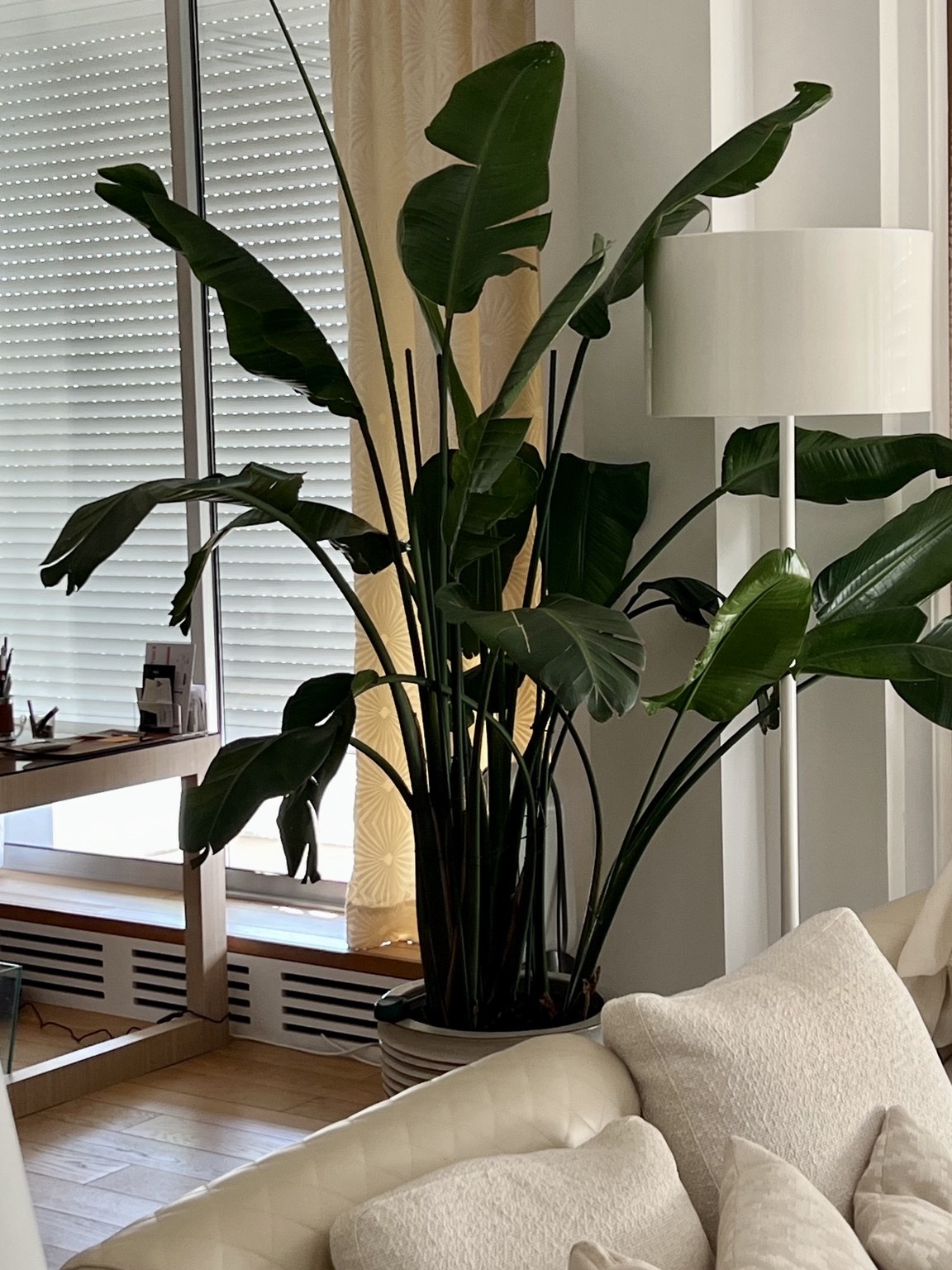 Grand strelitzia dans un salon lumineux, près d’une fenêtre