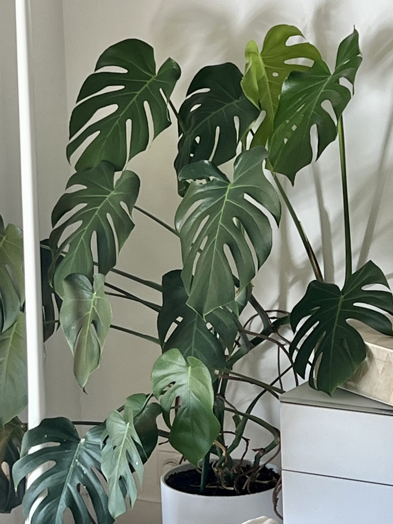 Monstera aux grandes feuilles découpées dans un intérieur
