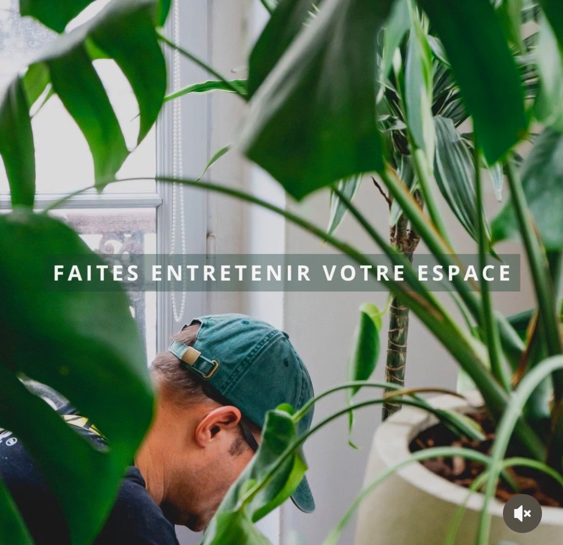 Entretien de grandes plantes vertes dans un intérieur