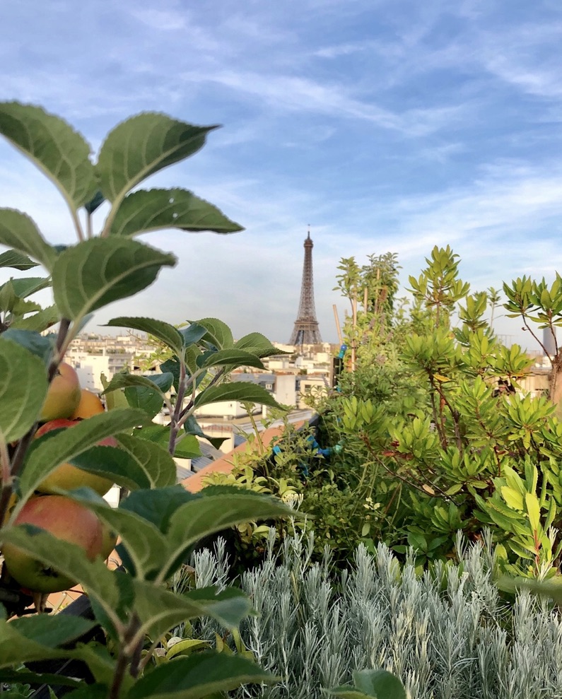 Terrasse végétalisée à Paris avec vue sur la tour Eiffel